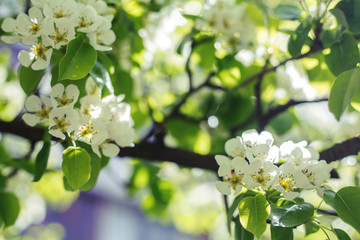 Closeup of spring flowers of blooming tree