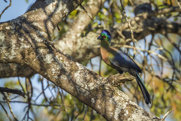 Specie Gallirex porphyreolophus family of Musophagidae