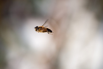 Biene im Flug vor unscharfem Hintergrund