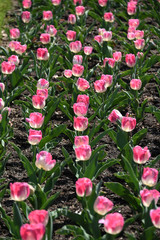 Elizabeth Park, Hartford, Connectict 4/28/2017