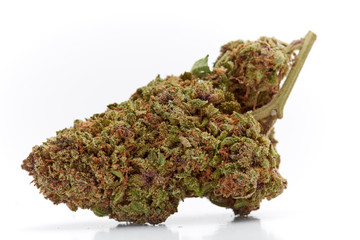 Close up of J1 strain medical marijuana