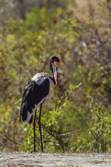 in Kruger National park, South Africa