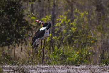 in Kruger National park, South Africa