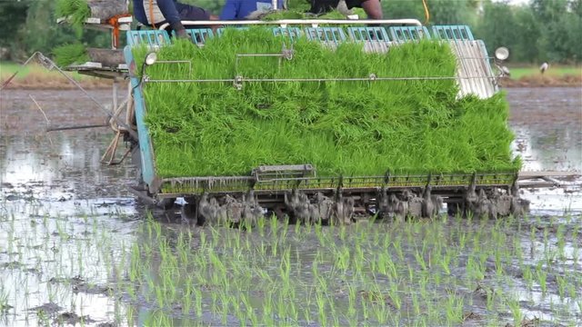 Transplant rice seedlings for planting by the workers and machine in Thailand