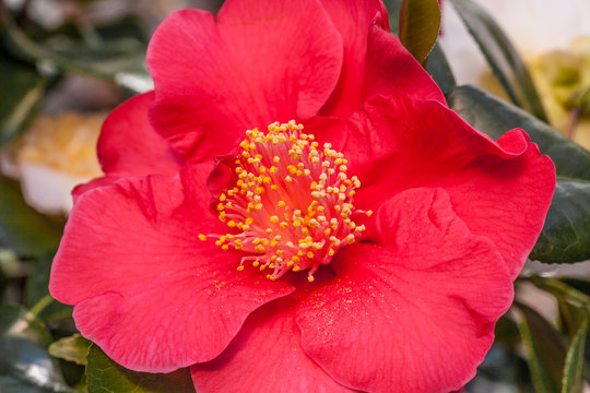 Camellia Japonica Dr King