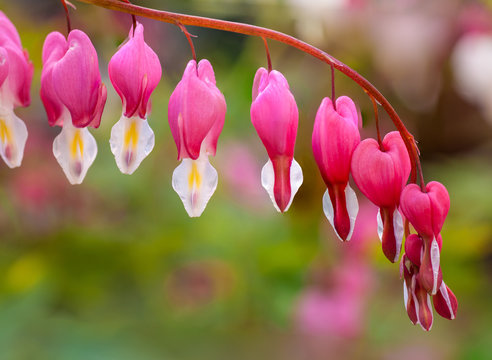 Dicentra Spectabilis, Bleeding Heart Flower