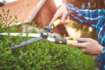 Hands with garden shears cutting a hedge in the garden