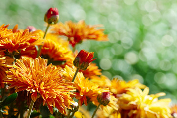Yellow flowers chrysanthemums blooming on the flowerbed in the park.
