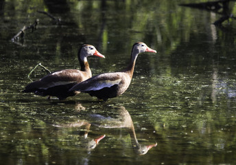 Black-bellied Whistling-Ducks reflections