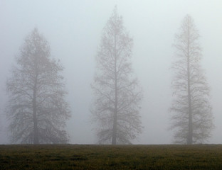 Morning Fog with Trees