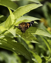 Fototapeta na wymiar Closeup of Painted Lady Butterfly facing camera