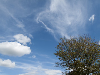 Springtime tree against a blue sky and white cloud formation 