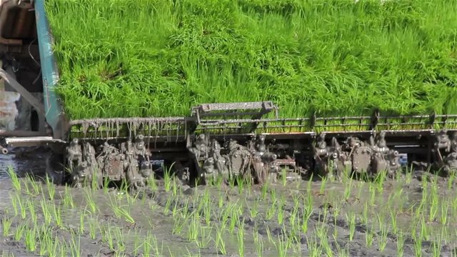 Transplant rice seedlings for planting by the workers and machine in Thailand