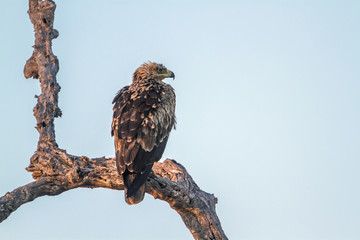 Specie Aquila rapax family of Accipitridae