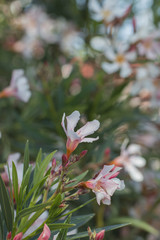 Baby oleander flower.