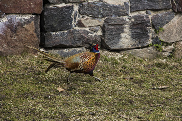 Pheasant male bird running along stone wall