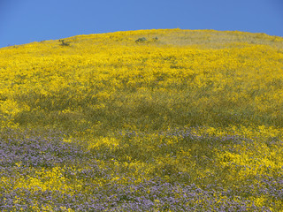 Carrizo Plain National Monument Superbloom California USA

