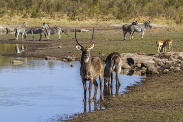 in Kruger National park, South Africa