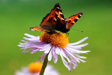 Schmetterlinge