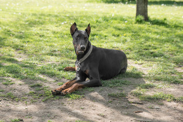 A portrait of The Brown Doberman Pinscher