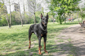 Brown Doberman pinscher portrait in the park