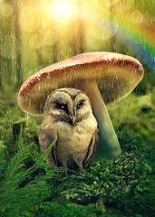 Obraz premium Mała sowa pod grzybem