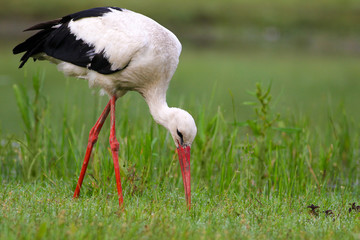 White stork Ciconia ciconia feed on the meadow