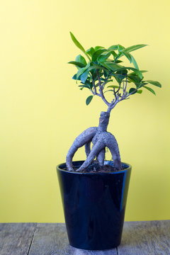 Ficus ginseng on a yellow background