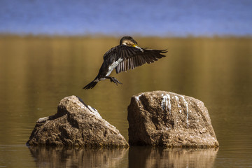 in Kruger National park, South Africa