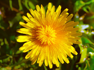 Dandelion flower closeup