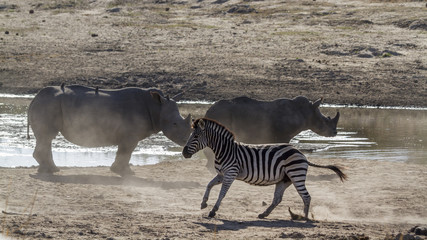 Plains zebra and white rhinocerosin Kruger National park, South Africa
