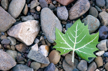 Sycamore Leaf