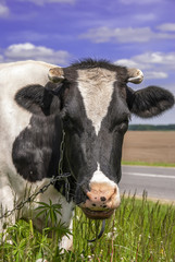 Portrait of a cow on grass and blue sky  