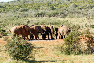 Between the bushes, the Elephants is gathering together at the dam