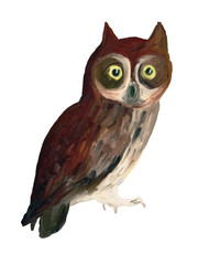 Oil Painting  Owl on White Background - Drawing Portrait of Bird