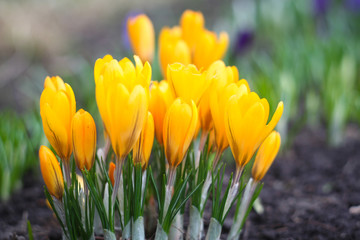 Yellow crocuses  bloom in spring