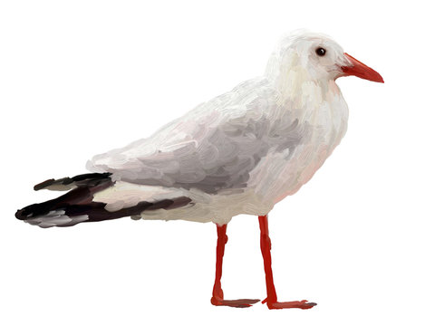 Oil Painting  Seagull on White Background - Drawing Portrait of Bird