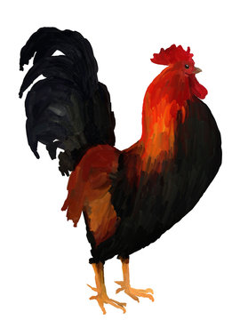 Oil Painting  Red Cock on White Background - Drawing Portrait of Bird