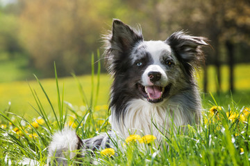 Border Collie