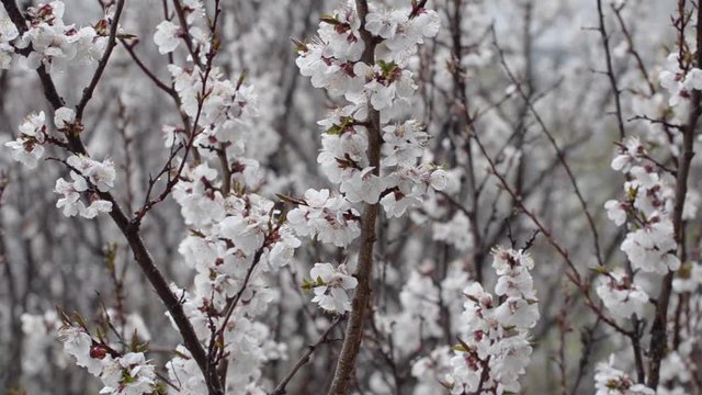 Branches of a blossoming apricot on the background of wet snow. Close-up