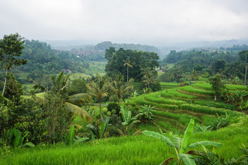 Fototapeta na wymiar Bali Rice Field