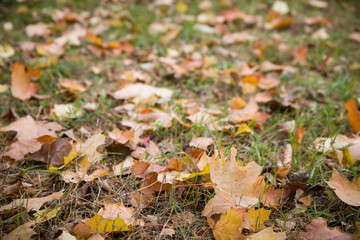Autumn marple leaves on the grass and road. Natural background.