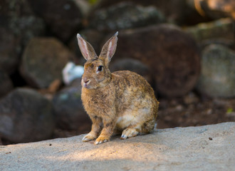 The rabbits in  the farm.
