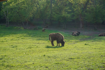 European bison in Romania