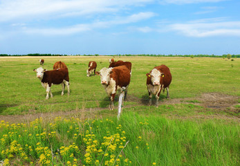 Obraz premium Cows grazing on pasture