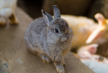 The rabbits in  the farm.