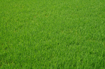 Rice field texture