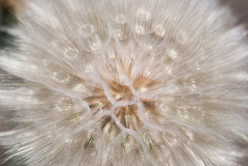 Salsify Seeds Background