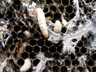 Wax moth larvae on an infected bee nest. The family of bees is sick with a wax moth.