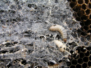 Wax moth larvae on an infected bee nest. The family of bees is sick with a wax moth.